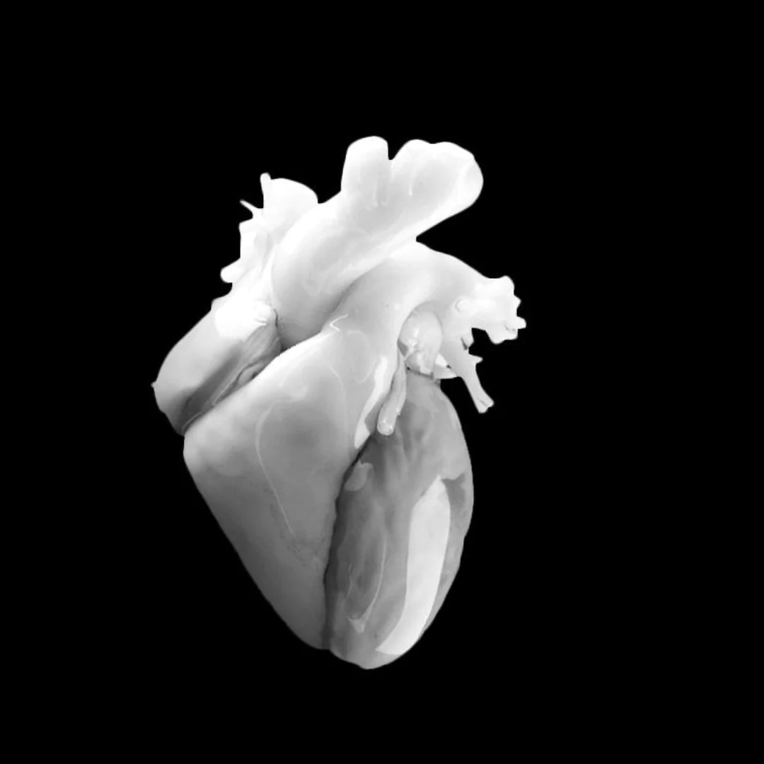 3D printed anatomical medical models